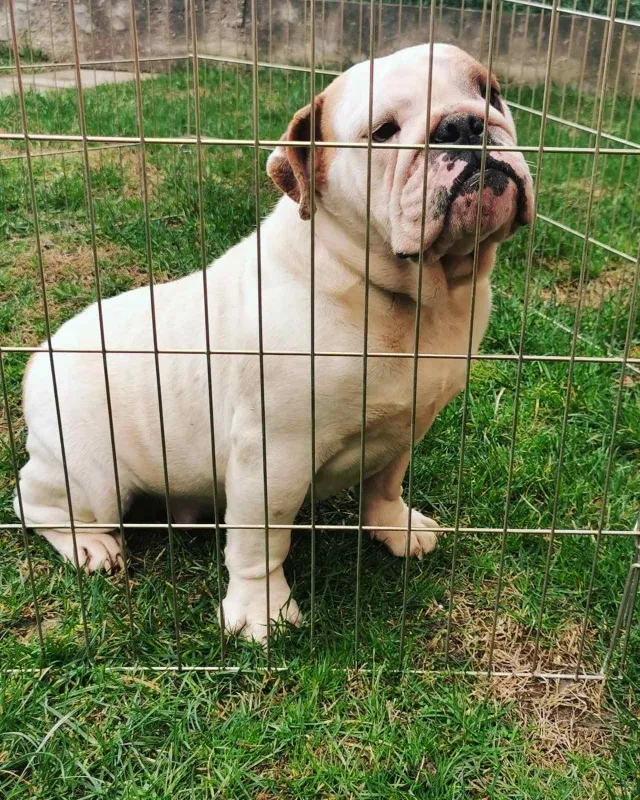 Engleski buldog