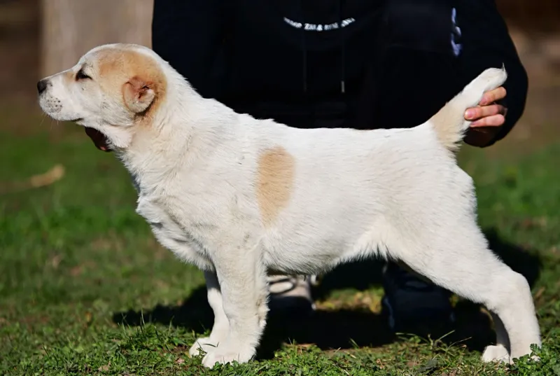Srednjeazijski ovčar VRHUNSKI štenci