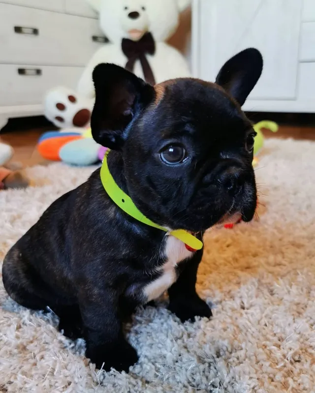 Francuski Buldog