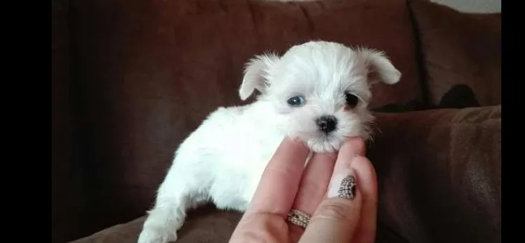 Maltezer i coton de tulear stenci na prodaju