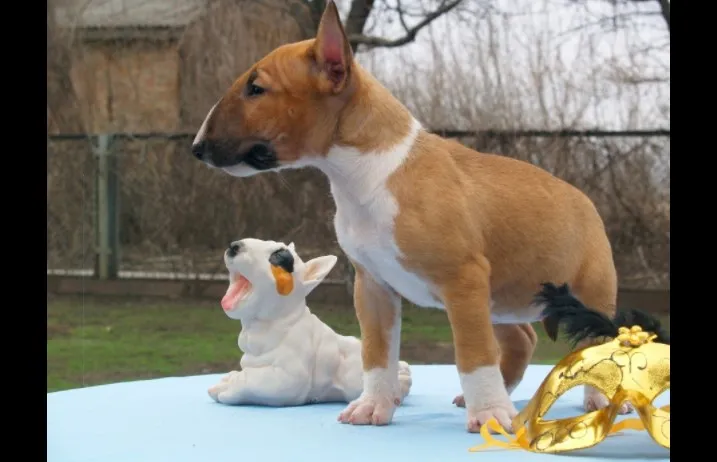 Bulterijer i dogo argentino stenci na prodaju