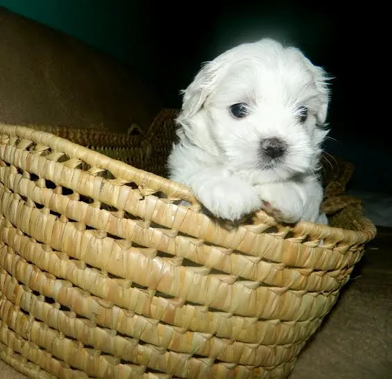 Na prodaju predivni stenci maltezera 