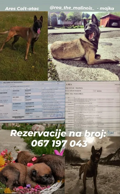 Belgijski ovčar, štenci