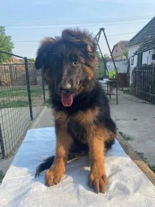 Nemački ovčar, muški dugodlaki štenci 
