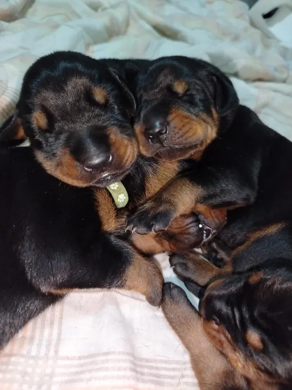 Doberman štenci