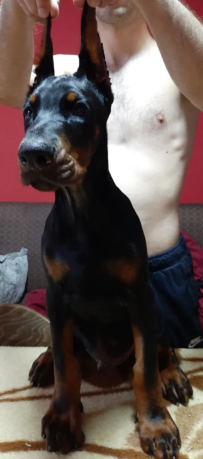 Štenci dobermana 