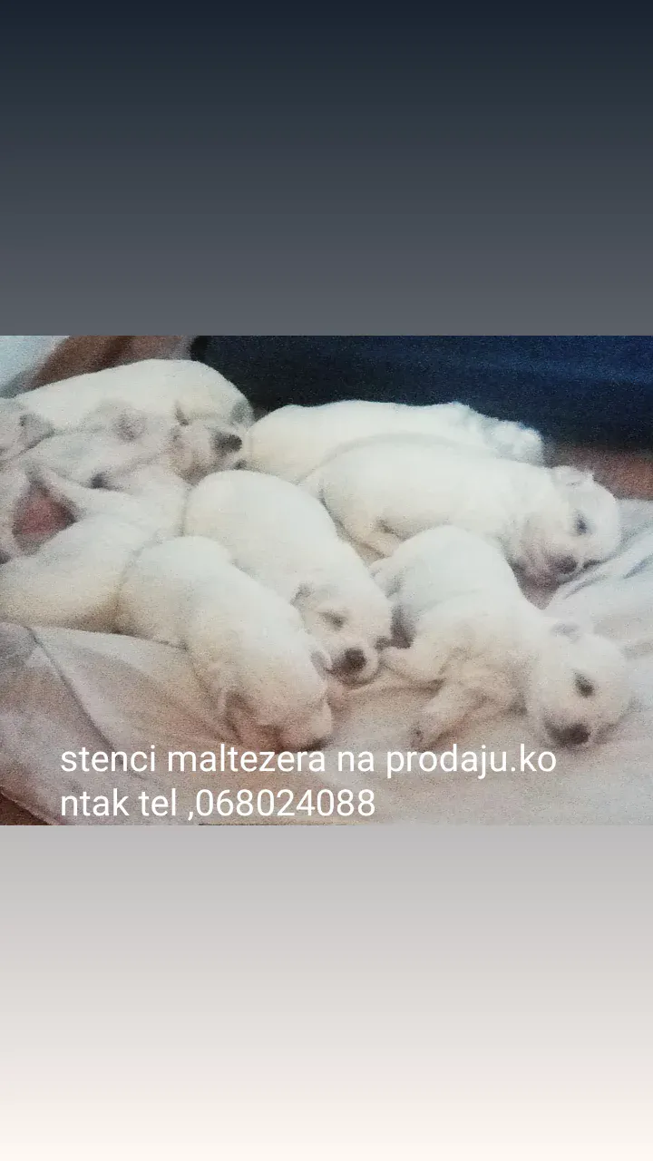 Stenci maltezera