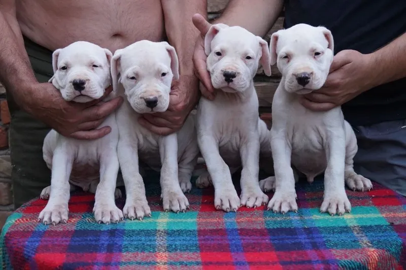 Dogo Argentino štenci
