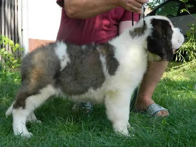 Musko stene Bernardinca i rezervacija malih