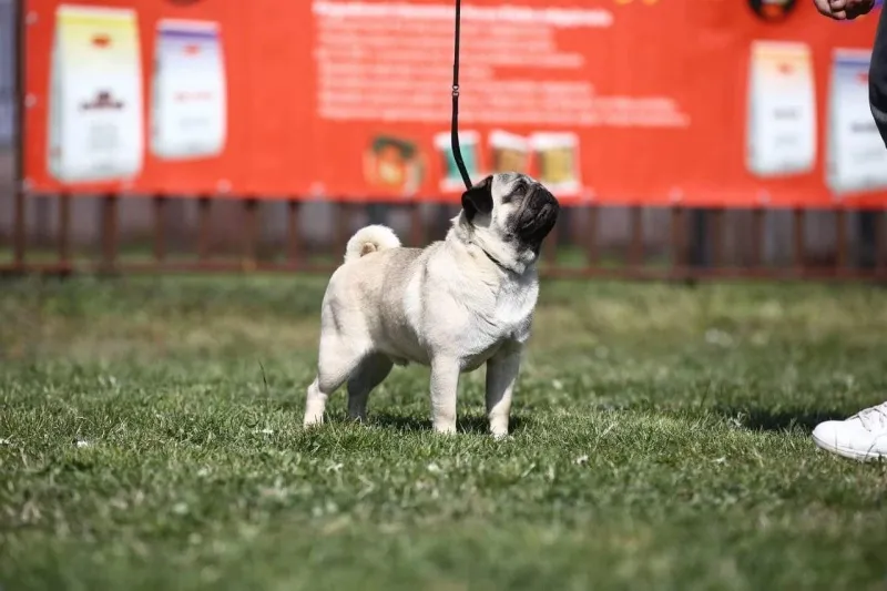 Mops štenci