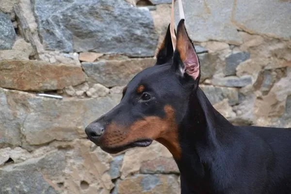 DOBERMAN štenci 