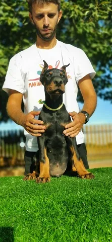 Doberman stenci