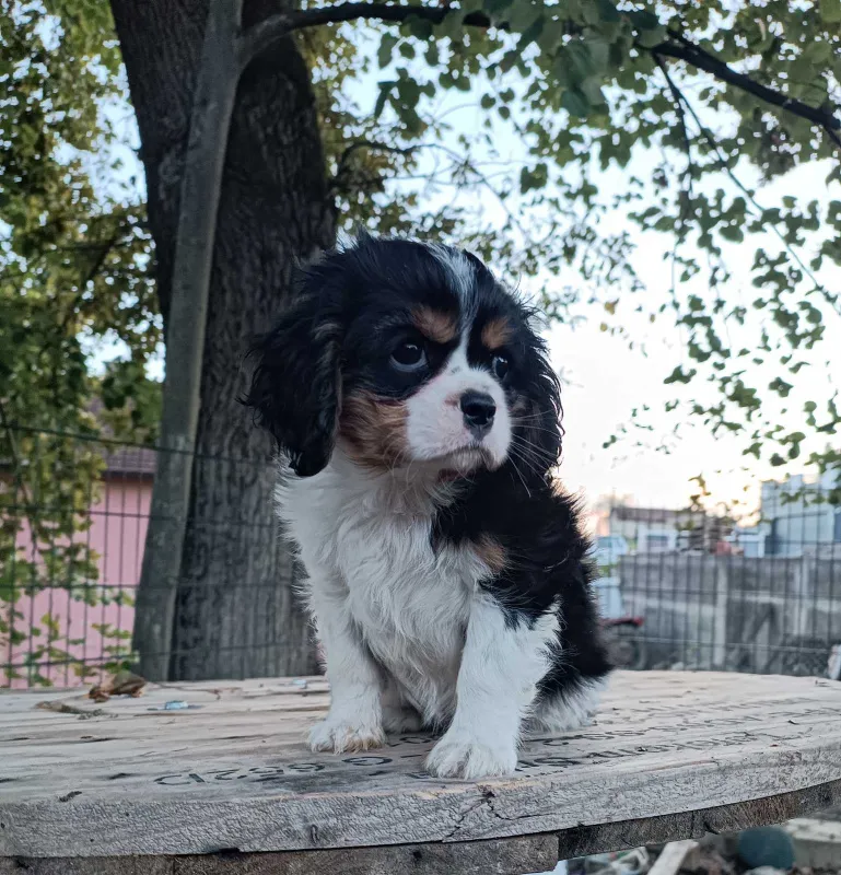 Cavalier king Charles spaniel 