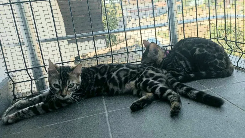 Bengalske macke DOSTAVA 