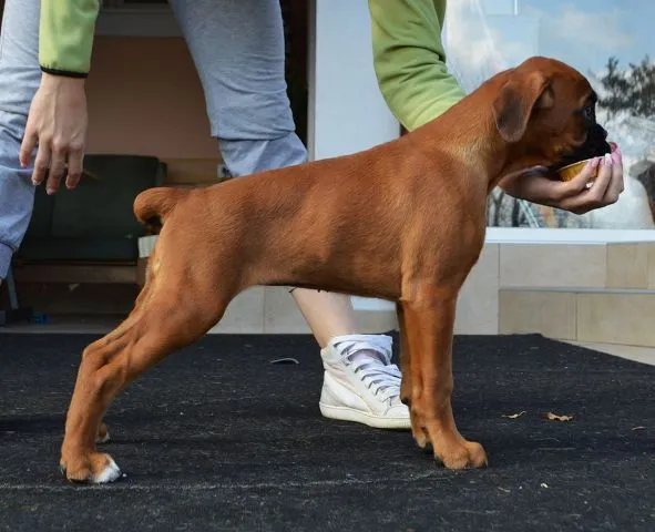 Vrhunsko leglo nemackih boxera