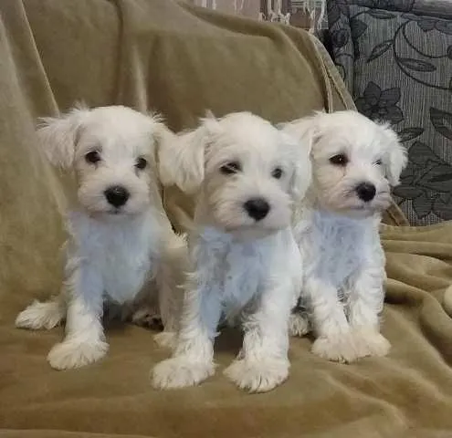 Patuljasti šnaucer, beli štenci