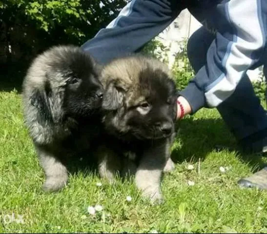 Šarplaninac,  štenci i psi