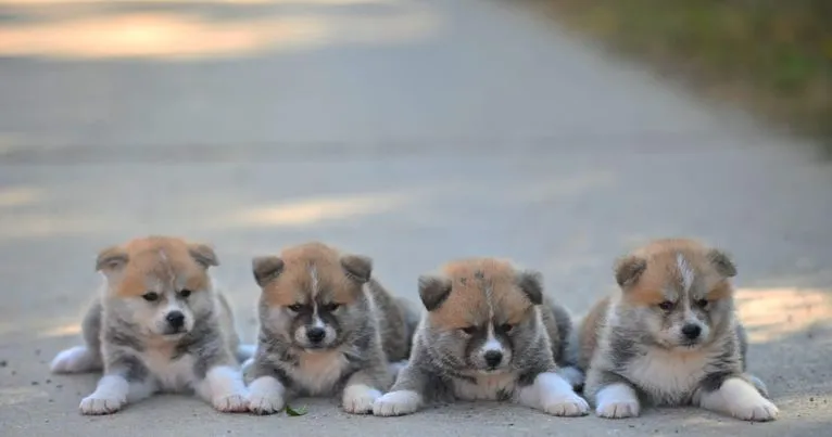 Akita inu štenci 