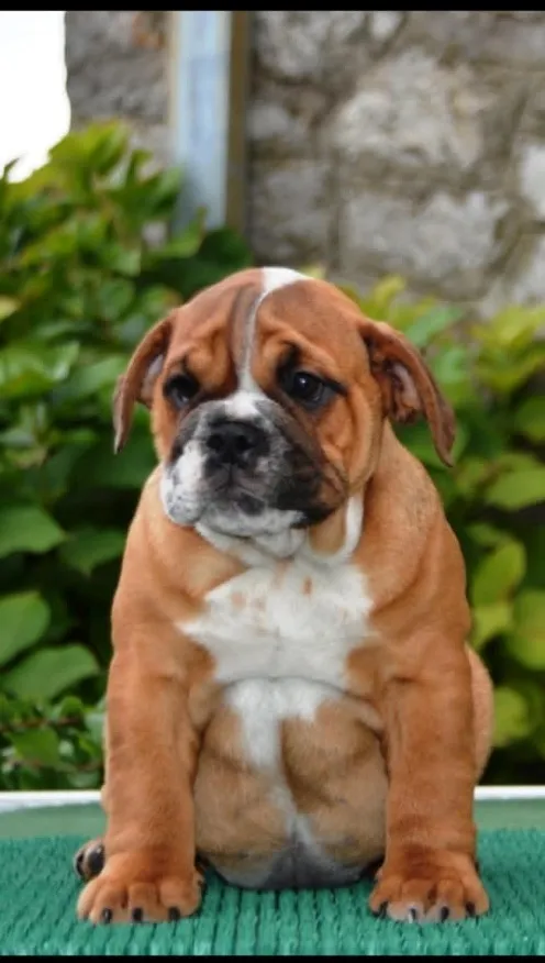 Englski Buldog