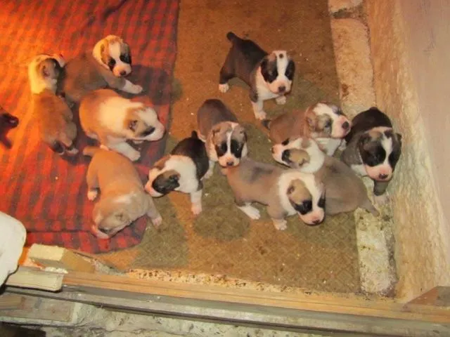 Srednjeazijski ovcar - stenci sampionskog porekla