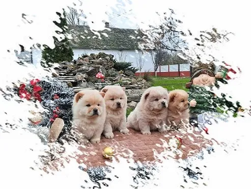 CHOW CHOW CAU CAU