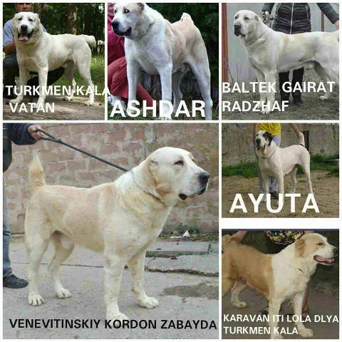 Stenci SREDNJEAZIJSKOG OVCARA vrhunskog porekla