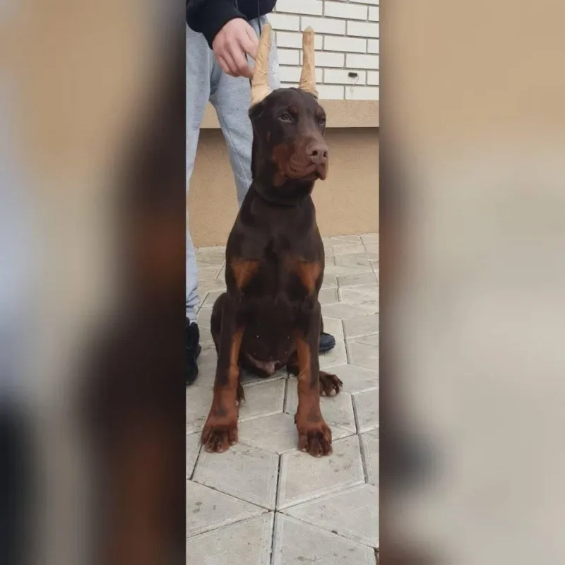 Doberman štenci 