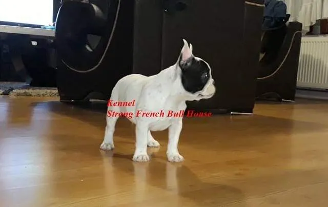 Francuski buldog štenci