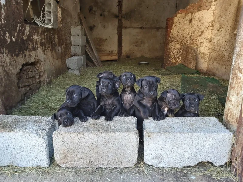 Poklanjam 3 zenke cane corso