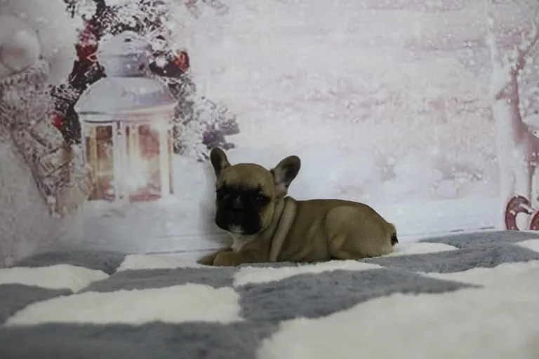 Francuski buldog