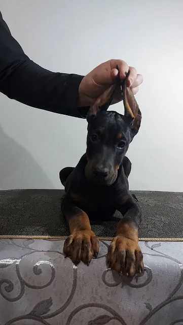 Doberman štenci