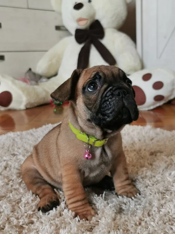 Francuski Buldog
