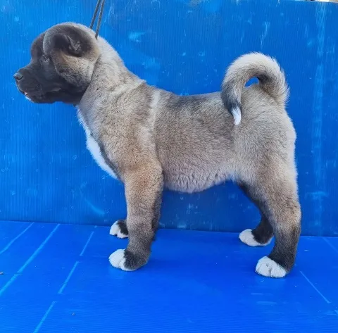 Americka akita stenci