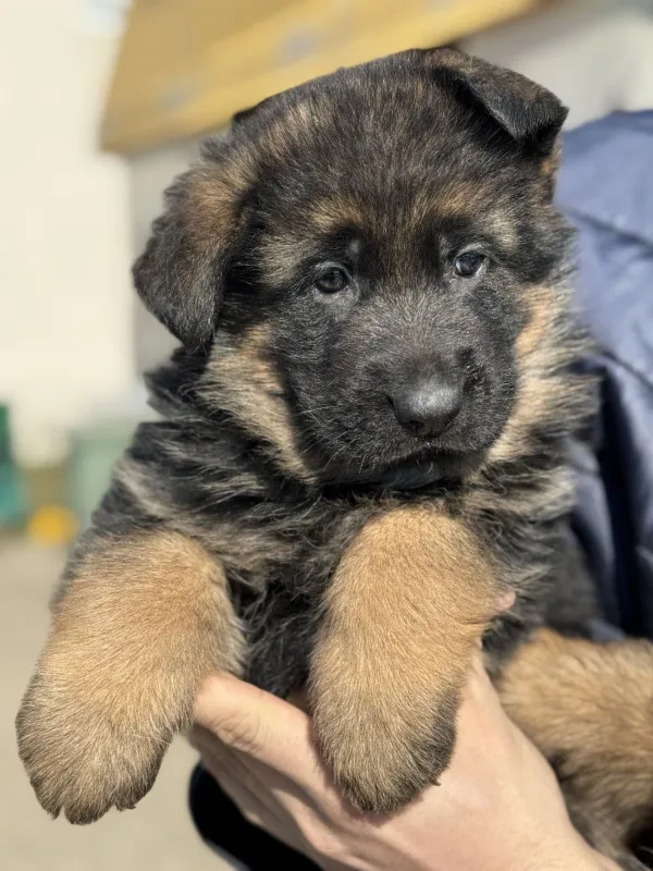 Nemački ovčar štenci