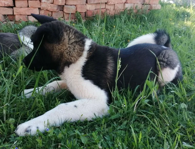 Američka akita štenci