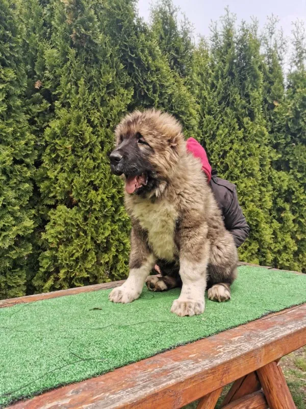 Kavkaski ovčar štene 