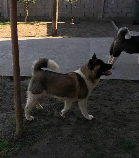 Američka Akita, štenci