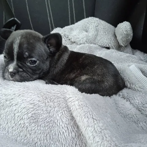 Francuski buldog štenci 
