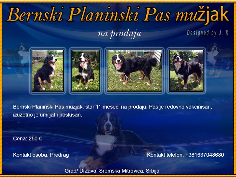 Bernski Planinski Pas 