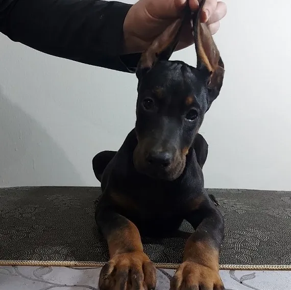 Doberman štenci