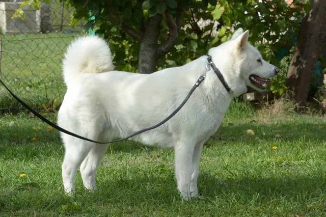 Akita Inu, rezervacija stenaca