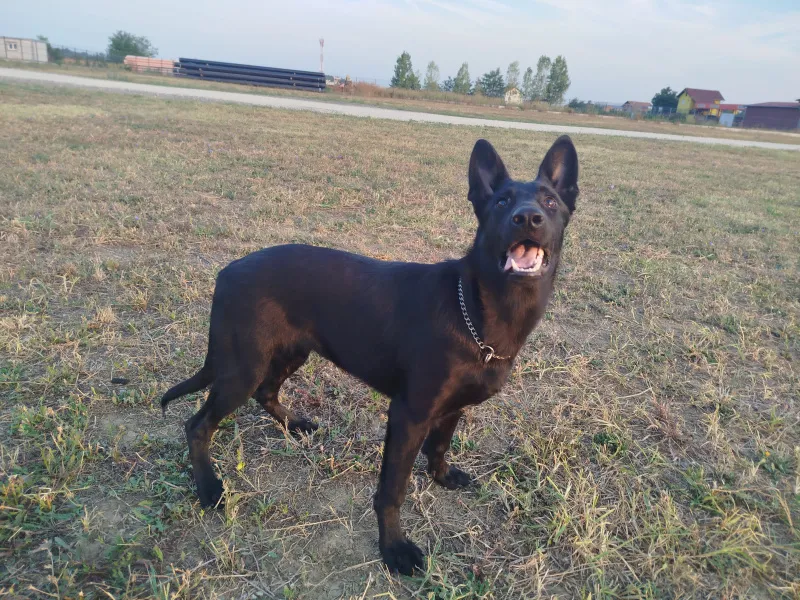 Crni nemački ovčar 