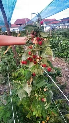 Sadnice maline sertifikovane i standardne : Polka, Heritidz, Fertodi Zamatos