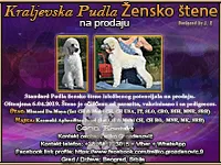 Kraljevska Pudla Žensko štene na prodaju