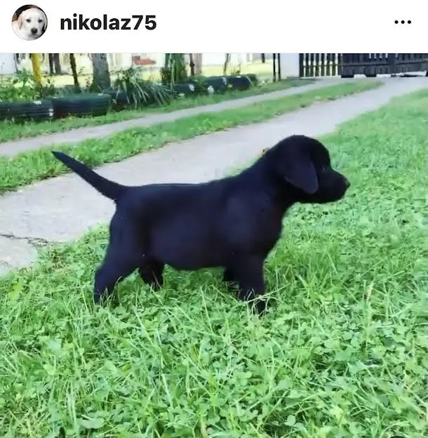 Labrador retriver,  štenci
