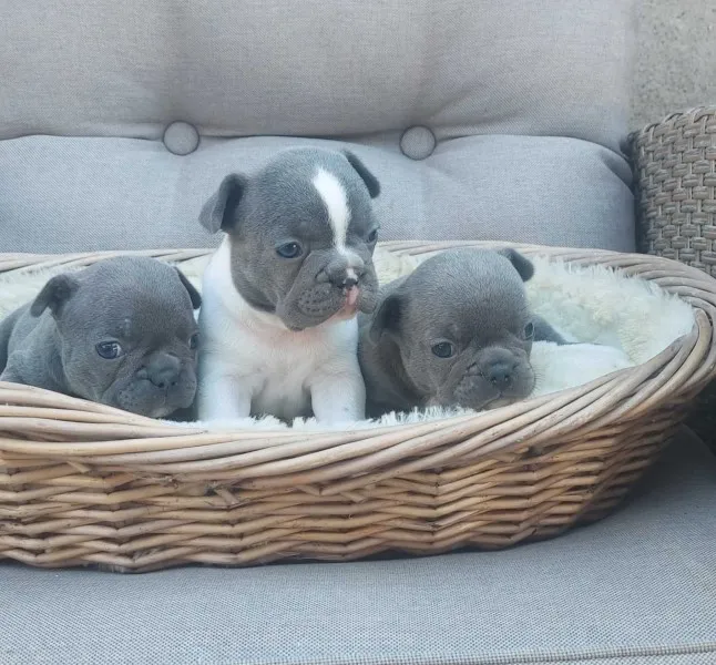 Francuski  buldog štenci egzotične plave boje