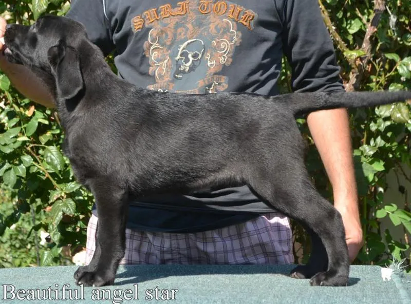 LABRADOR  RETRIVER – prelepe ženkice