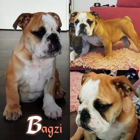 Engleski buldog, stenci