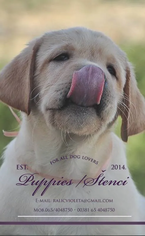 Labrador retriver stenci 