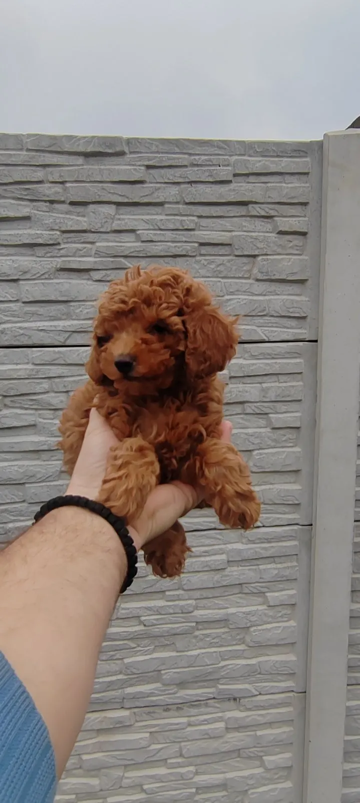 Pudle